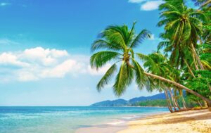 A beach with palm trees and the ocean in the background.